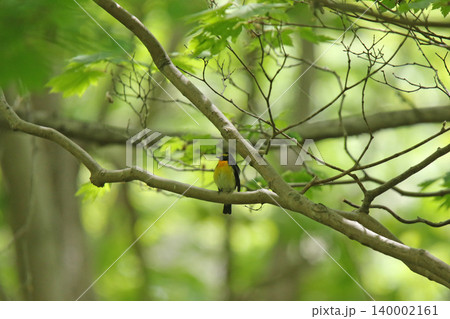 キビタキ 黄鶲 Ficedula narcissina 北海道の野鳥 キビタキ 黄鶲 Ficedula narcissina 北海道の野鳥 140002161