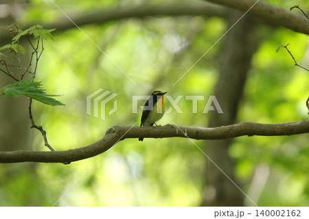 キビタキ 黄鶲 Ficedula narcissina 北海道の野鳥 キビタキ 黄鶲 Ficedula narcissina 北海道の野鳥 140002162