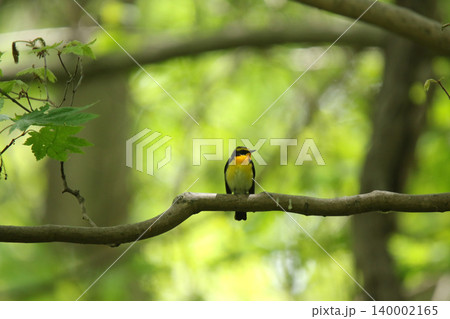 キビタキ 黄鶲 Ficedula narcissina 北海道の野鳥 キビタキ 黄鶲 Ficedula narcissina 北海道の野鳥 140002165