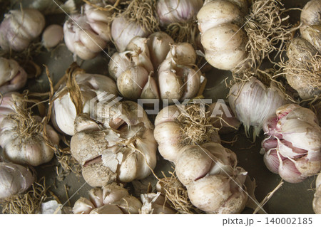 Garlic harvest, growing vegetable, agriculture background Garlic harvest, growing vegetable, agriculture background 140002185