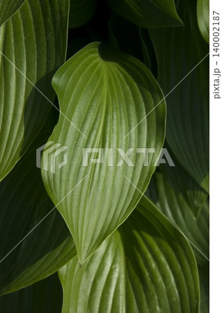 hosta 140002187