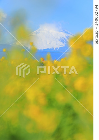 ソレイユの丘 菜の花畑と富士山 ソレイユの丘 菜の花畑と富士山 140002794