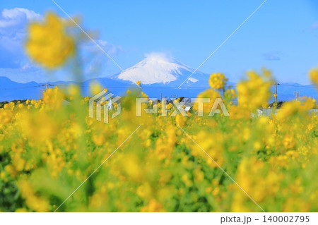 ソレイユの丘 菜の花畑と富士山 ソレイユの丘 菜の花畑と富士山 140002795
