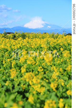 ソレイユの丘 菜の花畑と富士山 ソレイユの丘 菜の花畑と富士山 140002796