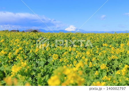 ソレイユの丘 菜の花畑と富士山 ソレイユの丘 菜の花畑と富士山 140002797
