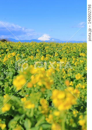 ソレイユの丘 菜の花畑と富士山 ソレイユの丘 菜の花畑と富士山 140002798