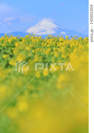 ソレイユの丘 菜の花畑と富士山 ソレイユの丘 菜の花畑と富士山 140002804