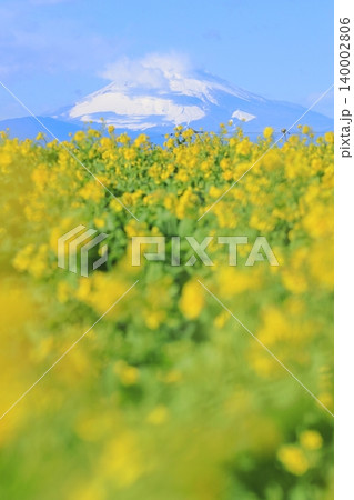 ソレイユの丘 菜の花畑と富士山 ソレイユの丘 菜の花畑と富士山 140002806