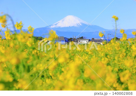 ソレイユの丘 菜の花畑と富士山 ソレイユの丘 菜の花畑と富士山 140002808
