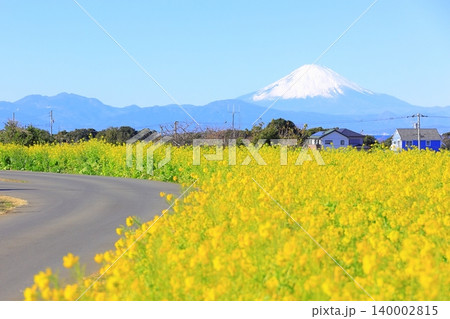 ソレイユの丘 菜の花畑と富士山 ソレイユの丘 菜の花畑と富士山 140002815