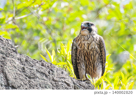 親鳥を呼ぶ巣立ちしたハヤブサの幼鳥 親鳥を呼ぶ巣立ちしたハヤブサの幼鳥 140002820