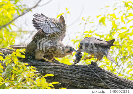 幼鳥に餌を持ってきたハヤブサ雄 幼鳥に餌を持ってきたハヤブサ雄 140002821