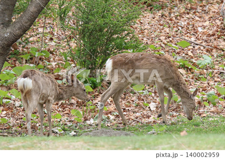 春の公園で採食するエゾシカ エゾシカ エゾ鹿 春の公園で採食するエゾシカ エゾシカ エゾ鹿 140002959
