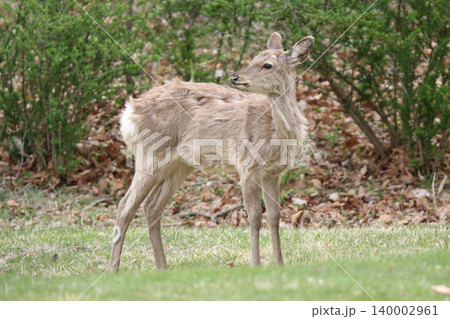 春の公園で採食するエゾシカ　エゾシカ　エゾ鹿 140002961