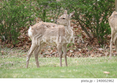 春の公園で採食するエゾシカ　エゾシカ　エゾ鹿 140002962