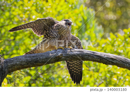 枝の上を渡るハヤブサの幼鳥 枝の上を渡るハヤブサの幼鳥 140003180