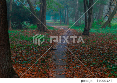 Atmospheric autumn park path covered in fallen leaves during twilight Atmospheric autumn park path covered in fallen leaves during twilight 140003211
