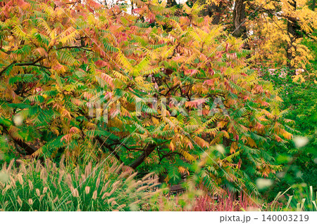 Vivid yellow, green, and orange leaves signal the arrival of autumn's colorful display Vivid yellow, green, and orange leaves signal the arrival of autumn's colorful display 140003219