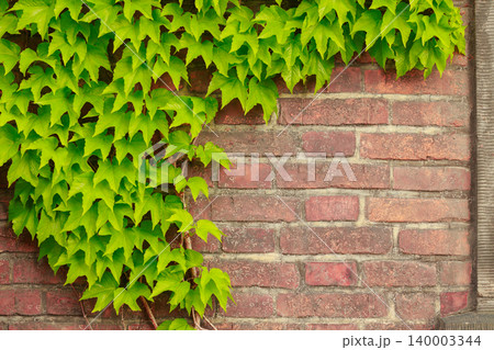 Lush green ivy leaves cascade down a textured red brick wall, creating a natural and organic backdrop perfect for urban garden aesthetics Lush green ivy leaves cascade down a textured red brick wall, creating a natural and organic backdrop perfect for urban garden aesthetics 140003344