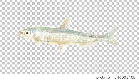 胡瓜魚的水彩插圖 胡瓜魚的水彩插圖 140003409