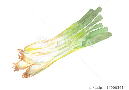 島らっきょうの水彩イラスト 島らっきょうの水彩イラスト 140003414