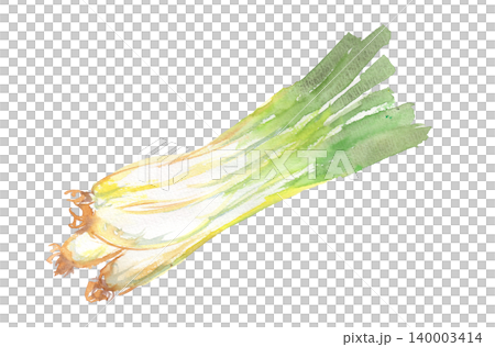 島らっきょうの水彩イラスト 島らっきょうの水彩イラスト 140003414