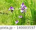 花菖蒲 花菖蒲 140003597