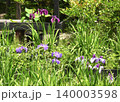 花菖蒲 花菖蒲 140003598
