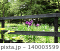 花菖蒲 花菖蒲 140003599