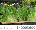 ハナショウブとカルガモ ハナショウブとカルガモ 140003600