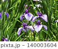 花菖蒲 花菖蒲 140003604