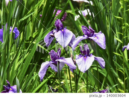 花菖蒲 140003604