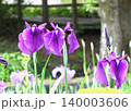 花菖蒲 花菖蒲 140003606