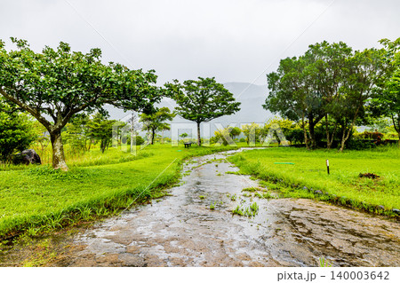 奄美大島 マングローブ林の風景 奄美大島 マングローブ林の風景 140003642