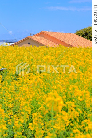 菜の花畑と青い空 ソレイユの丘 菜の花畑と青い空 ソレイユの丘 140003748