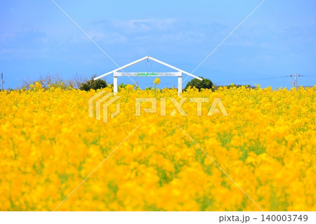 菜の花畑と青い空 ソレイユの丘 菜の花畑と青い空 ソレイユの丘 140003749