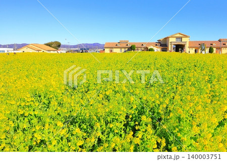 菜の花畑と青い空 ソレイユの丘 菜の花畑と青い空 ソレイユの丘 140003751