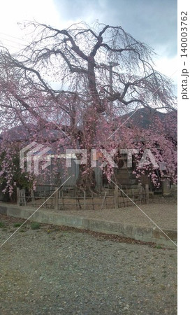 しだれ桜の下 しだれ桜の下 140003762