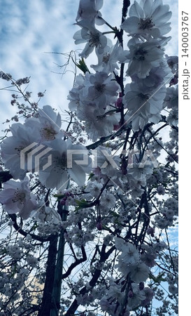 満開のしだれ桜と青空 満開のしだれ桜と青空 140003767