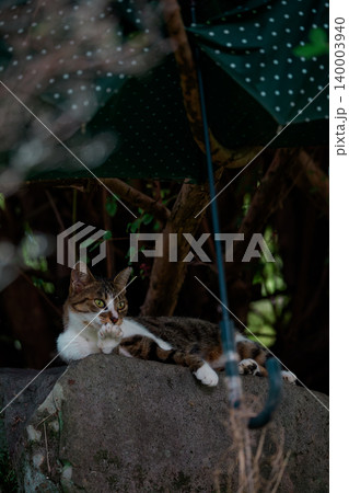 雨の日に傘を差して貰ってくつろぐベンガル模様の野良猫 雨の日に傘を差して貰ってくつろぐベンガル模様の野良猫 140003940