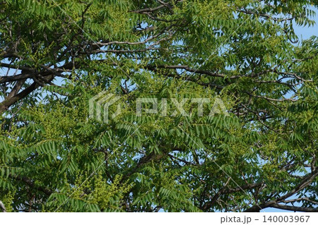 ニワウルシのつぼみ・2026年5月 ニワウルシのつぼみ・2026年5月 140003967