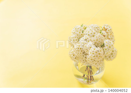 コデマリの花をアレンジして黄色背景で室内撮影25 140004052