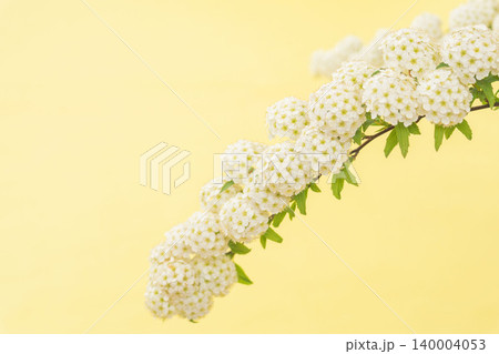 コデマリの花を黄色背景で室内撮影26 140004053