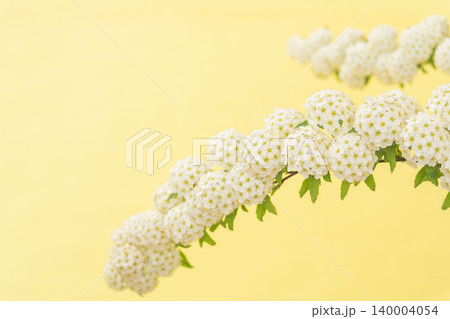 コデマリの花を黄色背景で室内撮影27 140004054