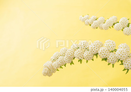 コデマリの花を黄色背景で室内撮影28 140004055