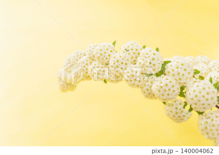 コデマリの花を黄色背景で室内撮影36 コデマリの花を黄色背景で室内撮影36 140004062