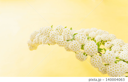 コデマリの花を黄色背景で室内撮影37 コデマリの花を黄色背景で室内撮影37 140004063