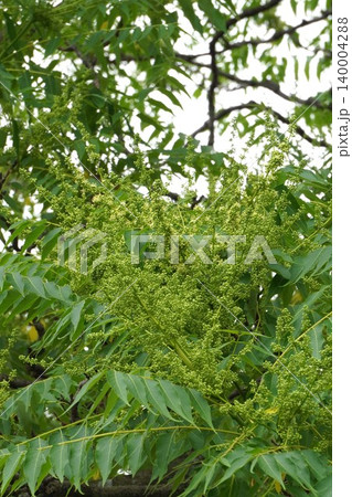 咲き始めたニワウルシの花・2026年5月　 140004288