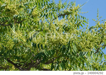 咲き始めたニワウルシの花・2026年5月 咲き始めたニワウルシの花・2026年5月 140004292