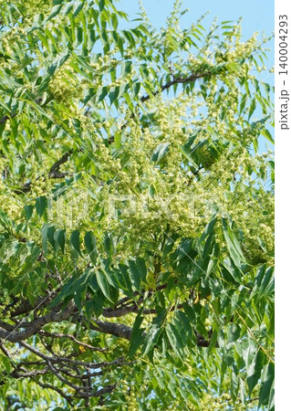 咲き始めたニワウルシの花・2026年5月 咲き始めたニワウルシの花・2026年5月 140004293